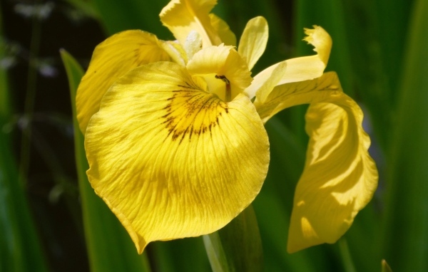 Желтый цветок ириса крупным планом