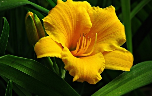 Желтый крупный цветок лилии с бутонами