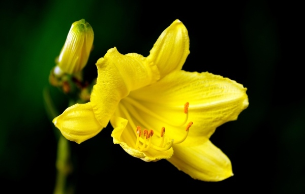 Желтая лилия с бутоном на черном фоне