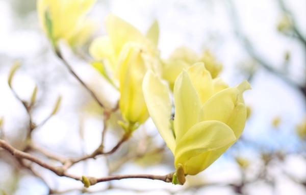 Желтые цветы магнолии на ветке дерева