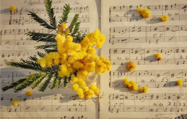 Желтые цветы мимозы на нотной тетради