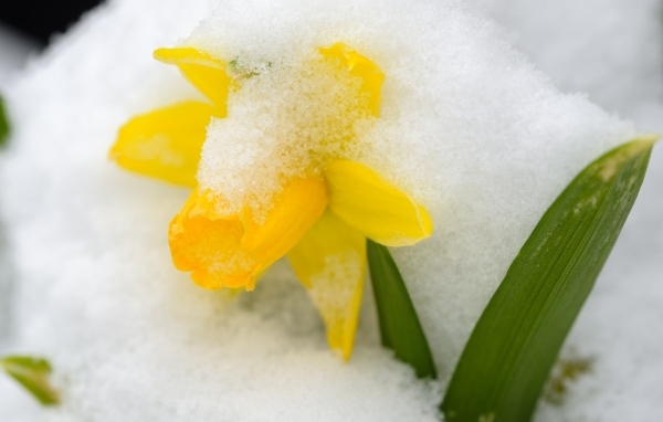 Желтый цветок нарцисса в белом снегу