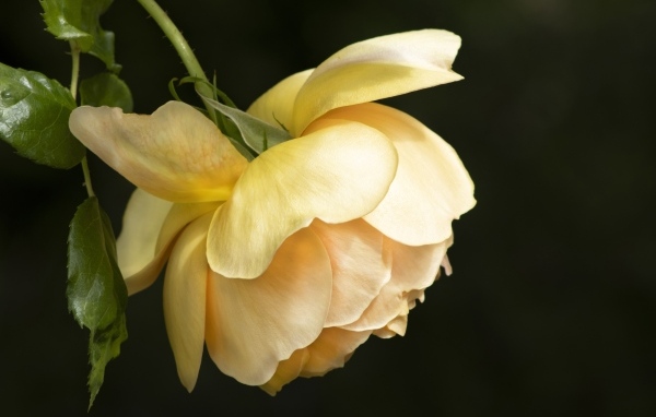 Желтая сорванная роза на черном фоне