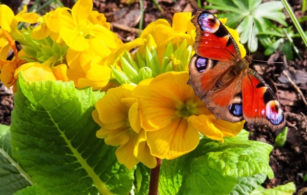 Желтые цветы примулы с бабочкой