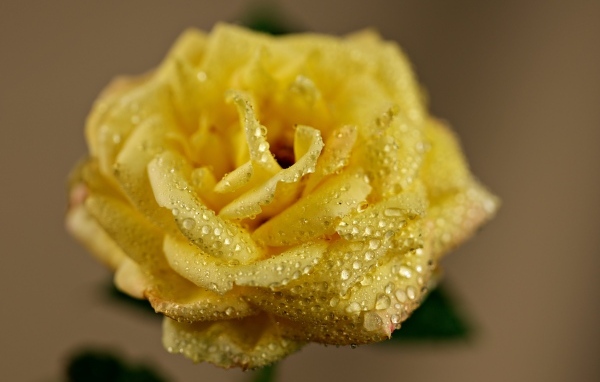 Желтая роза в каплях росы крупным планом