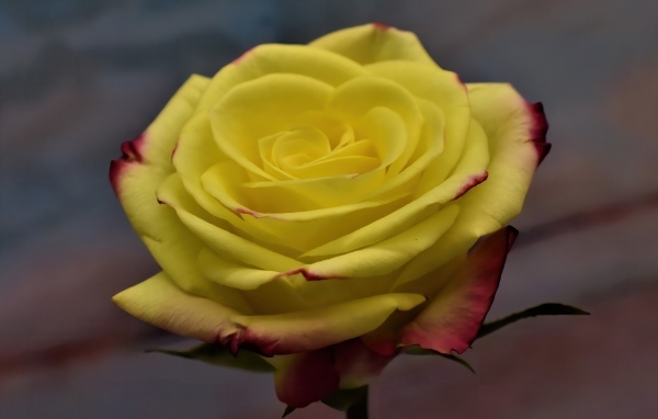 Желтая роза с красными краями на лепестках 