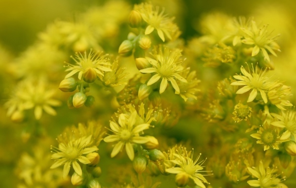 Желтые цветы очиток обыкновенный