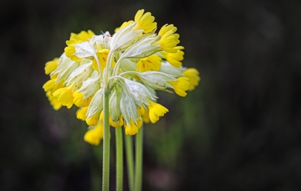 Желтые цветы примула весенняя