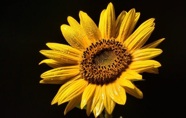 Желтый цветок подсолнуха на черном фоне