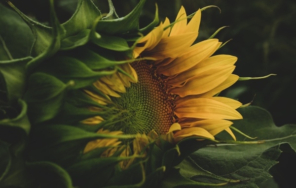 Желтый цветок подсолнуха с зелеными листьями