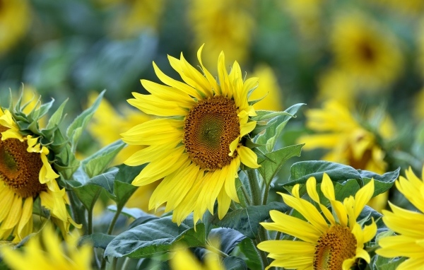 Желтые цветы подсолнуха на поле крупным планом