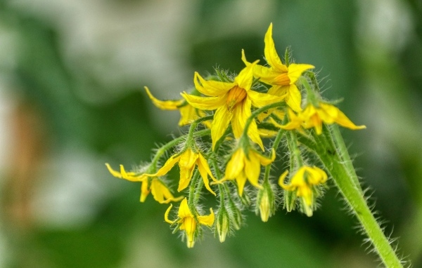 Желтые цветы томатов на ветке