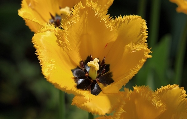 Желтые тюльпаны с черной серединкой крупным планом