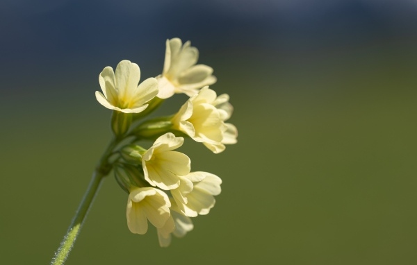 Желтые полевые цветы крупным планом