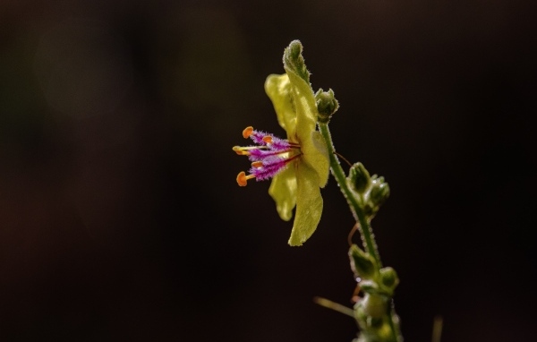 Желтый полевой цветок на черном фоне