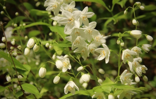 Красивый белый весенний цветок