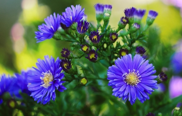 Синий осенний цветок сентябринка