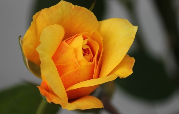 Оранжевая роза распускается 