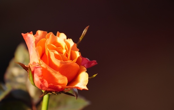 Оранжевая роза в лучах солнца