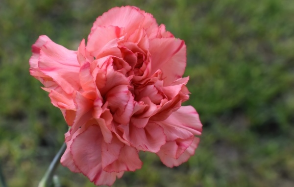 Розовая гвоздика крупным планом