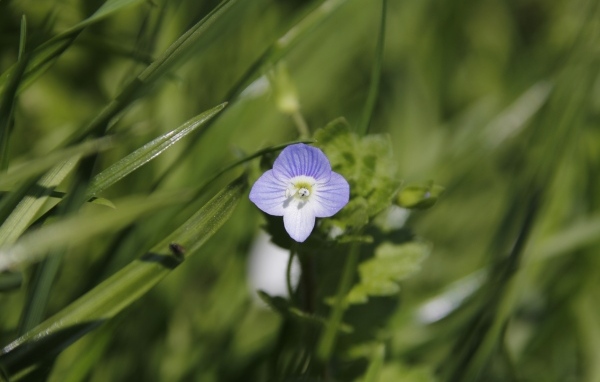 Маленький фиолетовый цветок гипсофилы