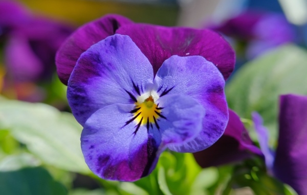 Маленький фиолетовый цветок анютины глазки