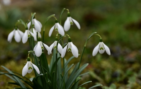Маленькие цветы подснежника весной