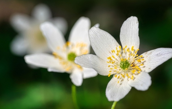 Маленькие белые цветы анемон