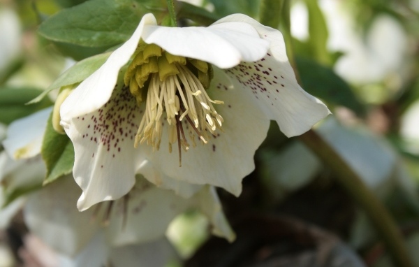 Пятнистый белый цветок морозник