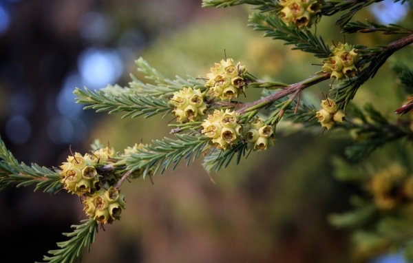 Зеленая ветка ели с семенами