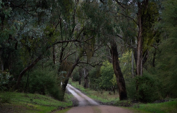Дорога среди зеленых деревьев