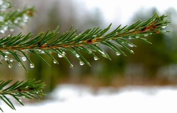 Мокрая зеленая еловая ветка