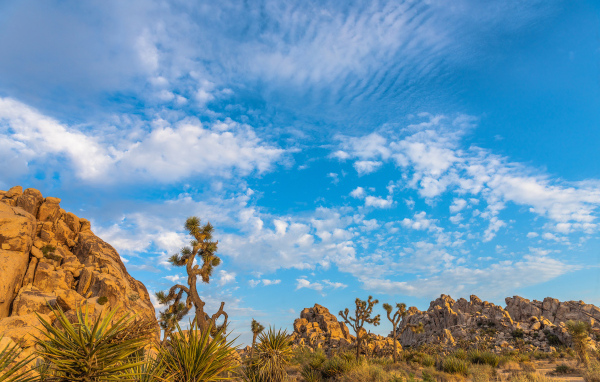 Кактусы и горы под голубым небом с белыми облаками
