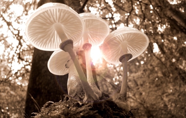 Красивые прозрачные грибы в лучах солнца в лесу