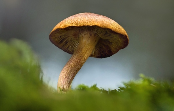 Большой гриб растет на зеленом мхе