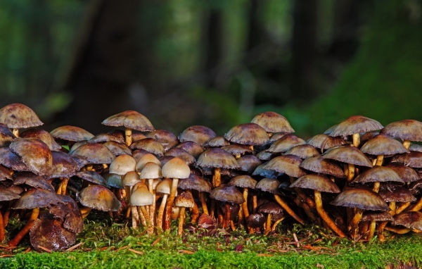 Много поганок в осеннем лесу