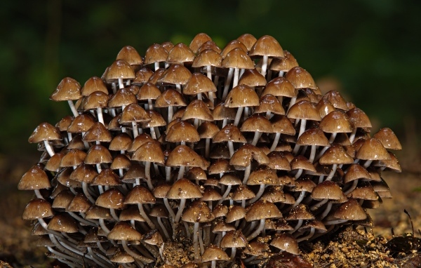 Много маленьких грибов крупным планом