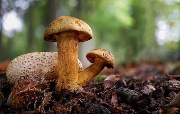 Гриб Моховик паразитный крупным планом