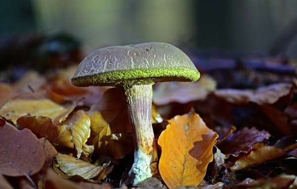 Гриб растет в опавших листьях в лесу