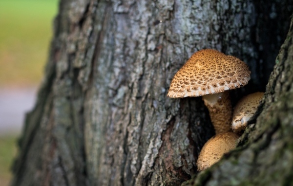 Грибы растут внутри дерева