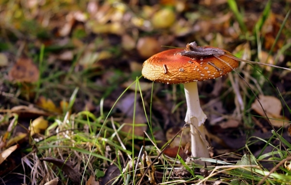 Красный мухомор растет в траве в лесу