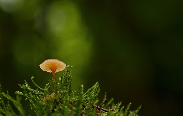Маленький гриб поганка в зеленом мху