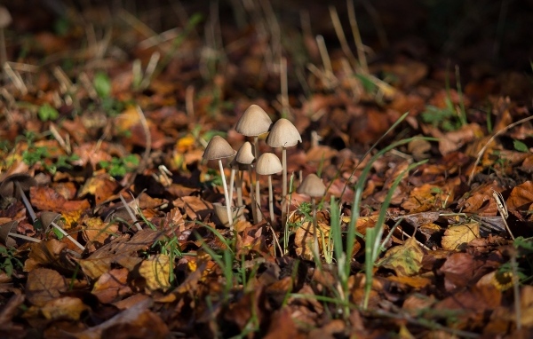 Маленькие грибы поганки на покрытой листвой земле