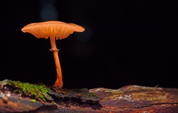 Гриб поганка растет на сухом дереве