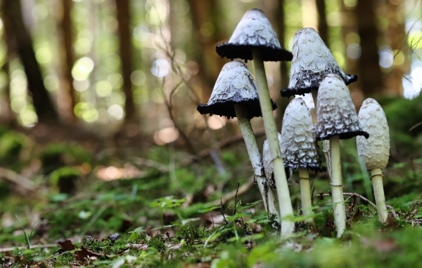 Грибы поганки растут в лесу