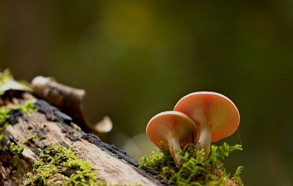 Два гриба лисичка растут на дереве