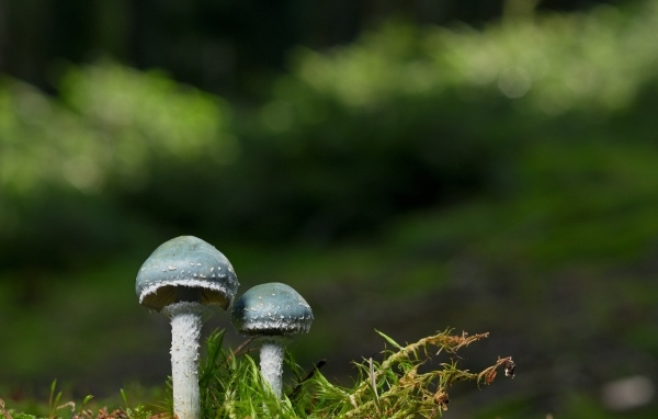 Два гриба и зеленый мох крупным планом