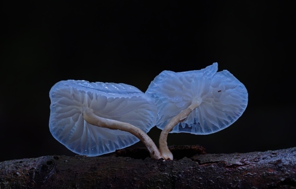 Необычные грибы растут на сухом дереве на черном фоне