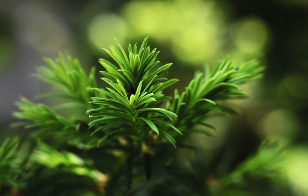 Нежная зеленая ветка молодой ели