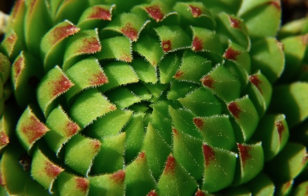 Красивый зеленый артишок крупным планом